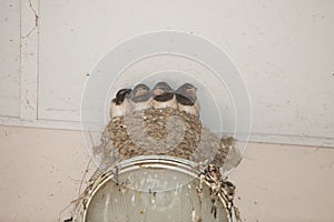 A family of birds swallows sit together in a nest,