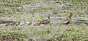 Family Of Black Bellied Whistling Ducks