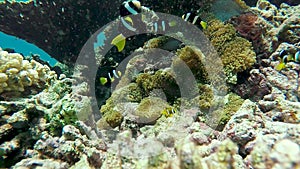 Family of black Clown fishes feeding among anemone on Maldivian archipelago.