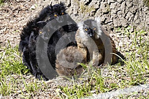 family of the Black lemur, Eulemur m. macaco, sits by a tree trunk and basks in the sun photo
