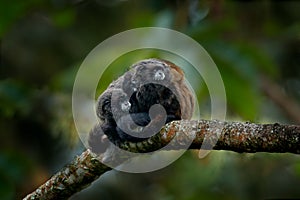 Family of Black Mantle Tamarin monkey, Saguinus nigricollis graellsi, from Sumaco National Park in Ecuador. Wildlife scene from photo