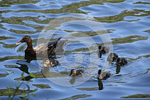 Family of a black mother duck (Anatidae) and cute baby ducks swimming in the water