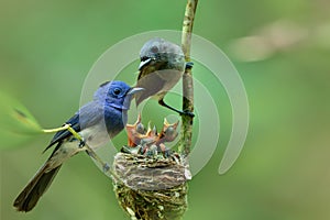 family of black-naped monarch or blue flycatcher Hypothymis azurea with new fledged chicks fresh hatched from eggs