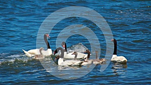 Family of black-necked swans swimming in Chiloe Island, Chile