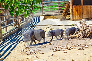 A family of black pigs walk in zoo