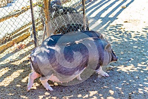 A family of black pigs walk in zoo