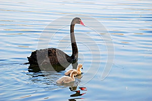 Family of black swan photo