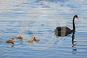 Family of black swan