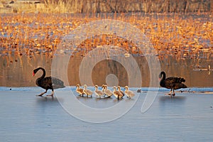 Family of black swan