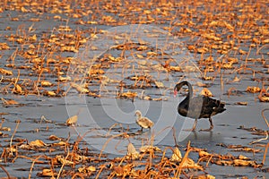 Family of black swan