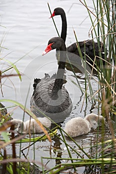 Family of black swans