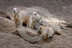 Family of black-tailed prairie dog, Cynomys ludovicianus