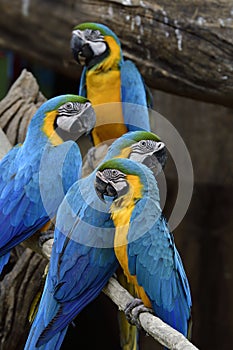 Family of blue and gold macaw together perching on timber roosting in zoo aviary