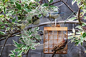 Family of bluetits as a male house sparrows perches on suet feeder