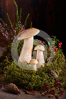 Family of boletus mushrooms. Cep Mushrooms in clump of moss decorated with lingonberries, heather and cones. Still life