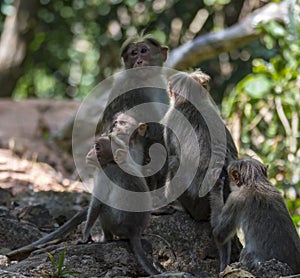 Family of Bonnet macaque in sunlight and shades - Macaca radiata