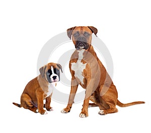 Family boxer dogs