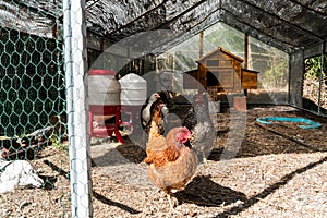 Family breeding of laying hens in a spacious aviary and henhouse