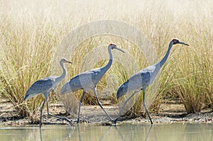 A family of Brolga on a lagoon