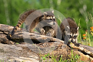 A family of brother and sister raccoon pups