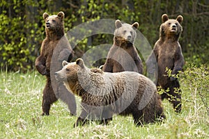 Family of brown bear with curious three cubs standing on rear legs in spring.