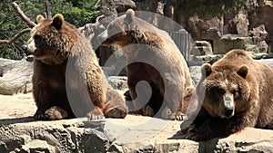 Family Of Brown Bears