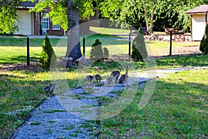 A family of brown and black Canadian geese walking along a footpath surrounded by lush green trees, grass and plants in Marietta