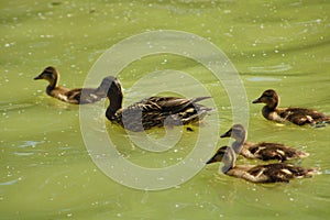 Family of brown ducks swimming in lush green lake water at Lake Evans at Fairmount park