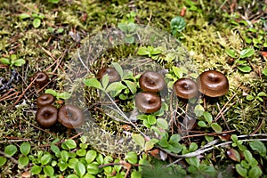 A Family of Brown Mushrooms