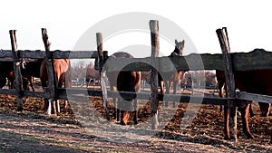 Family of brown thoroughbreds stands behind wooden fence and eats dry hay at sunset. Charming horses mares and foals