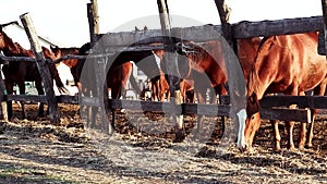 Family of brown thoroughbreds stands behind wooden fence and eats dry hay at sunset. Charming horses mares and foals