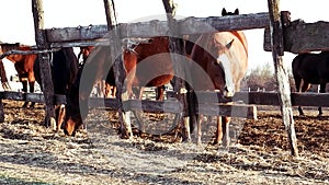 Family of brown thoroughbreds stands behind wooden fence and eats dry hay at sunset. Charming horses mares and foals