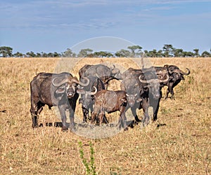 A family of buffalo in the Serengeti Park