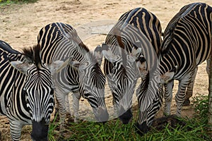 The family burchell zebra is eatting in farm photo
