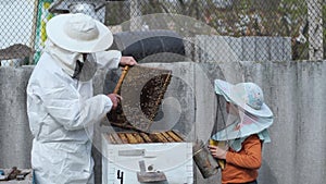 Family business, old beekeeper transfers his knowledge to his grandson takes out a honeycomb with bees shows a harvest