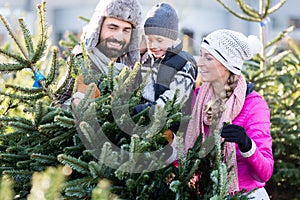 Family buying Christmas tree on market