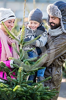 Family buying Christmas tree on market