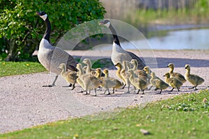 Family of Canada geese crossing the road