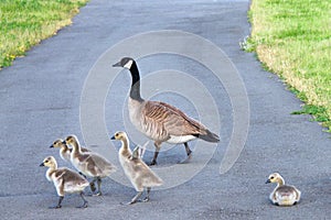 Family of Canada Geese crossing road