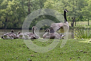 Family of Canada Geese resting