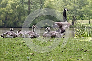 Family of Canada Geese resting