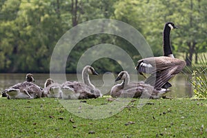 Family of Canada Geese resting