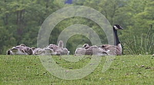 Family of Canada Geese resting