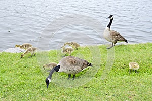 Family of Canada Geese by the River #1