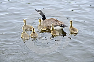 Family of Canada Geese in the River #1
