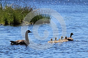 A family of Canada Geese swim in the morning sunlight