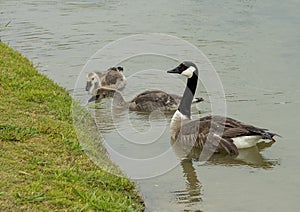 Family of Canadian Geese at the edge of a pond in Harold Bacchus Community Park in Frisco, Texas