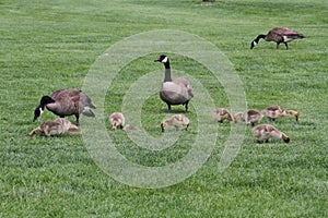 A family of Canadian geese with the goslings eating grass