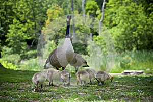 A family of Canadian Geese gracing