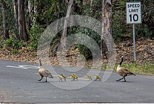 A Family of Canadian Geese in Laguna Niguel Regional Park